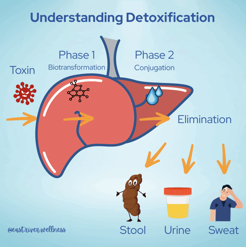 understanding detoxification